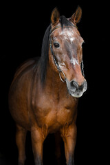 Senior horse portrait