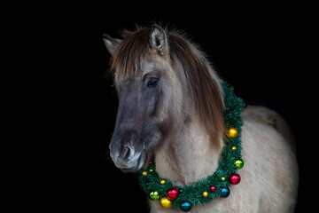 A dun iceland horse mare wearing a festive christmas wreath on black background, christmassy horse...