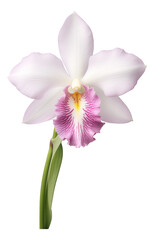 Naklejka na ściany i meble Cattleya orchid isolated on white