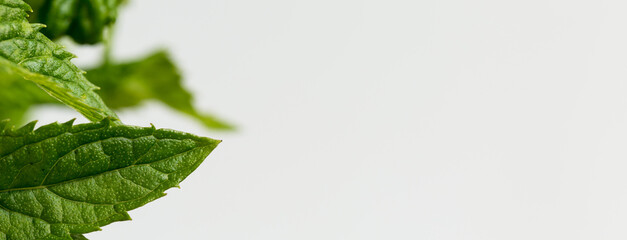 Beautiful wild flowers on a white background