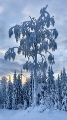 Winter in Sweden (Zima w Szwecji) - obrazy, fototapety, plakaty