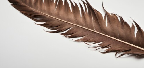  a close up of a brown feather on a white background with a reflection of the feather on the back of the feather.