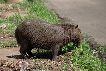 Fat Capybara, Hydrochoerus hydrochaeris, eats grass. 