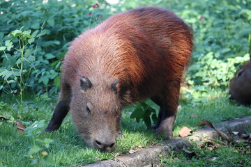 Fat Capybara, Hydrochoerus hydrochaeris, eats grass. 