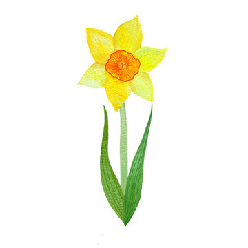 recommend clip art: hand drawn watercolor illustration of daffodils, Picture for cards and banners, invitations. Illustration of spring flowers, primroses, Narcissus