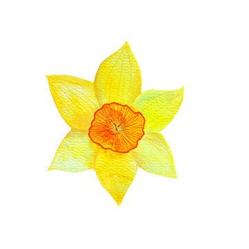 recommend clip art: hand drawn watercolor illustration of daffodils, Picture for cards and banners, invitations. Illustration of spring flowers, primroses, Narcissus