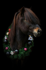 Horse christmas black shot: A beautiful icelandic horse wearing a wreath on black background