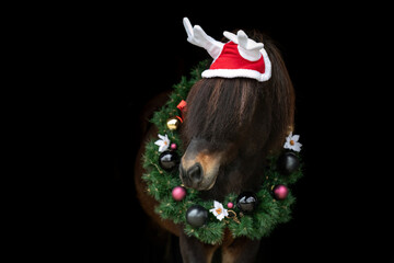 Horse christmas black shot: A beautiful icelandic horse wearing a wreath on black background