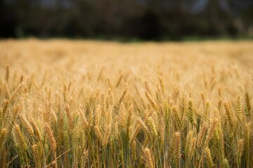 close up of a barley and wheat crop seed heads blowing in the wind in summer in australia on a farm
