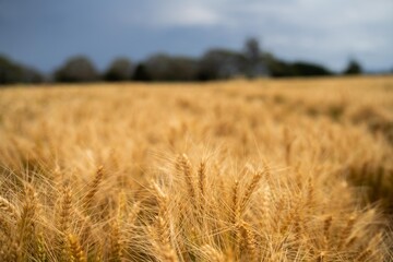 wheat grain crop in a field in a farm growing in rows. growing a crop in a of wheat seed heads mature ready to harvest. barley plants close up
