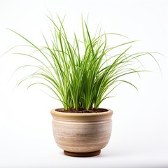A small green carex oshimensis plant in pot. idea plant for garden. isolated on white background. Png format.

