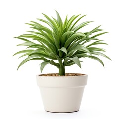 plant in pot. idea plant for garden. isolated on white background. 3d illustration
