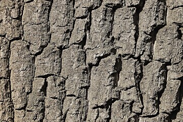 Background, texture, thick, deep cracked tree bark