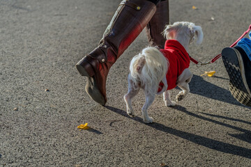 concept of companionship and autumn strolls. A small dog in a red sweater walks beside a person....