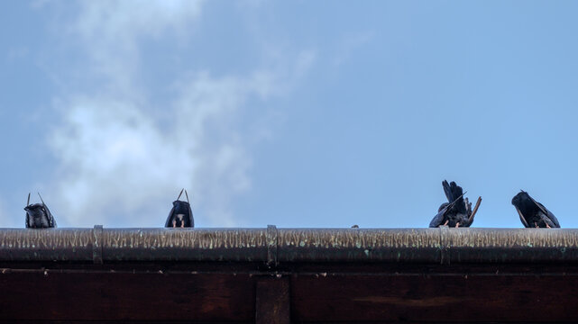 4 pigeons sit on the edge of the roof against the blue sky, turning their backs to passers-by. The metal surface shows signs of wear and bird droppings. Urban wildlife concept