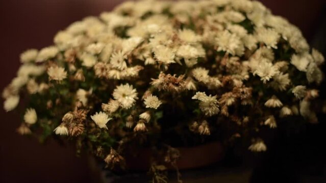 Bouquet de fleurs, chrysanthèmes, fleurs blanches, marguerites en intérieur pour décoration, plaisir d'offrir