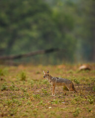 Naklejka na ściany i meble golden jackal or Canis aureus side profile in open field and in natural green habitat at kanha national park forest madhya pradesh india asia