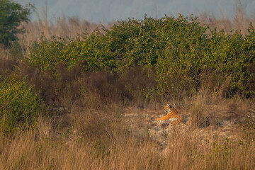 Indian wild female bengal tiger or panthera tigris resting in winter season sunlight during morning...