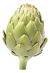 Fototapeta premium artichoke isolated on white background