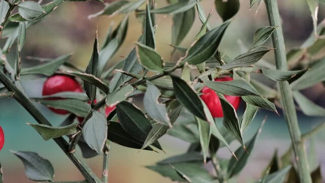 ravvicinato  pianta di pungitopo con bacche rosse 