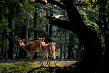 A deer was found inside Nara Park. 