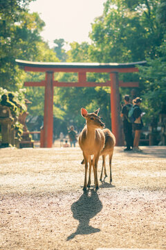 Young deer shot in front of torii gate. 
