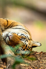 indian wild male bengal tiger or panthera tigris fine art face close up or portrait with eye...