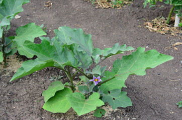 eggplant bush with blooming flower on the ground isolated