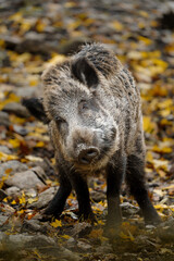 Portrait of Wild boar in zoo