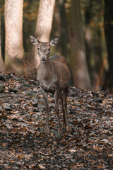 Portrait of Red deer in zoo