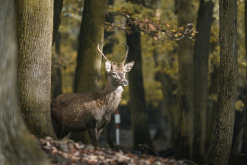 Portrait of Red deer in zoo