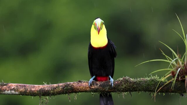 A keel billed toucan in Costa Rica 