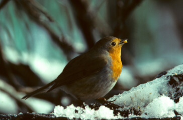 Rougegorge familier,.Erithacus rubecula, European Robin