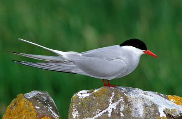 Sterne arctique,.Sterna paradisaea, Arctic Tern
