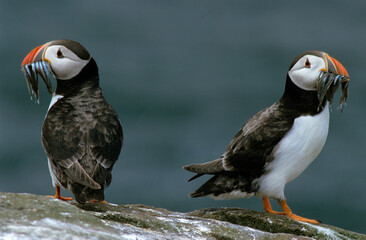 Macareux moine, poissons,.Fratercula arctica, Atlantic Puffin, Lançon, Hyperoplus lanceolatus