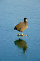Foulque macroule, glace, hiver, .Fulica atra, Eurasian Coot