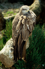 Milan noir, .Milvus migrans, Black Kite