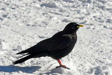 Chocard à bec jaune,.Pyrrhocorax graculus, Alpine Choughlus