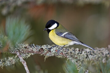 Obraz premium Mésange charbonnière,.Parus major, Grea