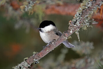 Mésange boréale,.Poecile montanus, Willow Tit