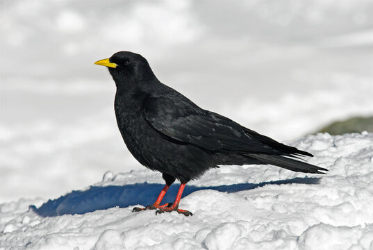 Chocard &agrave; bec jaune,.Pyrrhocorax graculus, Alpine Choughlus