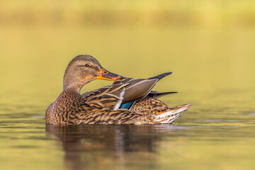 mallard duck in a pond in the morning light