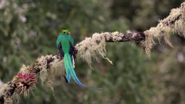 Resplendent Quetzal in Costa Rica 