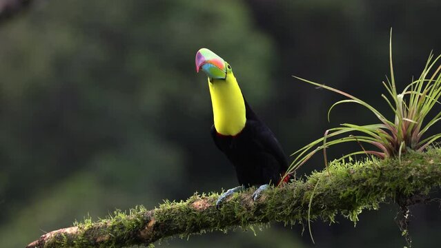 A keel billed toucan in Costa Rica 