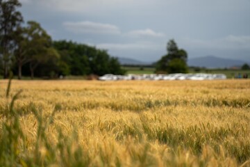 close up of a barley and wheat crop seed heads blowing in the wind in summer in australia on a farm