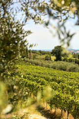 vineyard in the morning