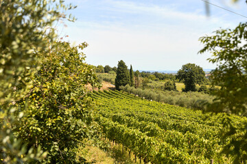 Fototapeta na wymiar vineyard in region