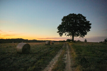 sunset over the field
