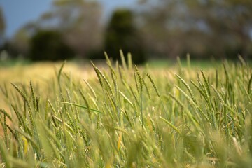 regenerative agriculture farm. growing wheat and barley crop Sustainable agriculture in Australia cropping ranch