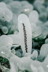 Beautiful frozen plants covered with icicles. Winter background. Close up of a plants covered in frozen rain in bright sunshine. Winter landscape after a freezing rain.